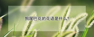 狗尾巴花的花语是什么?,第1图