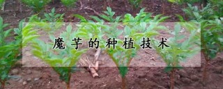 魔芋的种植技术,第1图