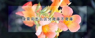 凌霄花怎么区分爬藤不爬藤,第1图