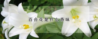 百合花是什么香味,第1图