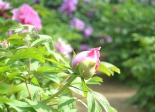 牡丹花为什么不能进家门，生长环境不适/风水气势强大(危害性强),第4图