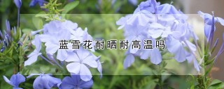 蓝雪花耐晒耐高温吗,第1图