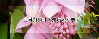 宝莲灯掉叶子是怎么回事,第1图