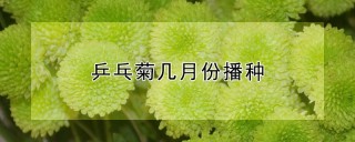 乒乓菊几月份播种,第1图