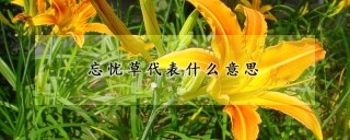 忘忧草代表什么意思,第1图