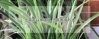 兰花可以水培吗,兰花水培方法,第1图