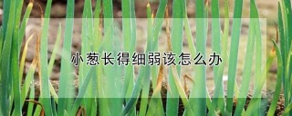 小葱长得细弱该怎么办,第1图