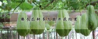 佛手瓜种多久能开花结果,第1图