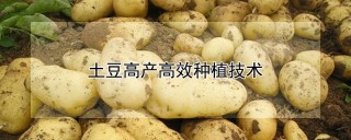 土豆高产高效种植技术,第1图