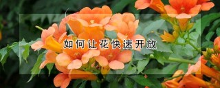 如何让花快速开放,第1图