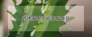 为啥家里不能养龙骨花,第1图