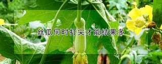 丝瓜何时打尖才能结果多,第1图