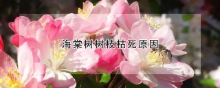 海棠树树枝枯死原因,第1图