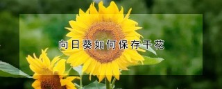 向日葵如何保存干花,第1图