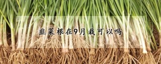 韭菜根在9月栽可以吗,第1图