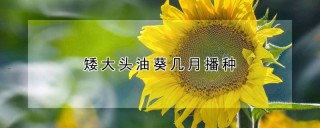 矮大头油葵几月播种,第1图