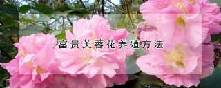 富贵芙蓉花养殖方法,第1图