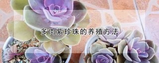 多肉紫珍珠的养殖方法,第1图