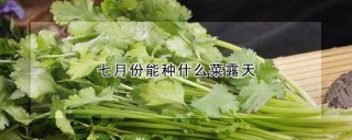 七月份能种什么菜露天,第1图