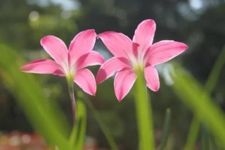 风雨兰不开花是什么原因,第3图