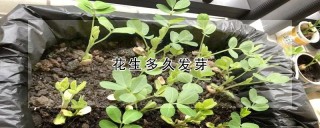 花生多久发芽,第1图