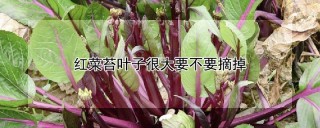 红菜苔叶子很大要不要摘掉,第1图