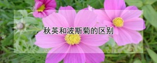 秋英和波斯菊的区别,第1图