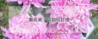 菊花谢了后如何打理,第1图