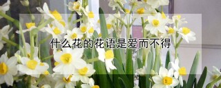 什么花的花语是爱而不得,第1图