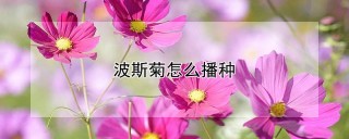 波斯菊怎么播种,第1图