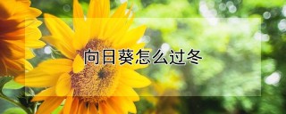 向日葵怎么过冬,第1图