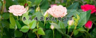 养玫瑰花的正确方法,第1图