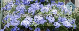 蓝雪花一年四季开花吗,第1图