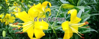 百合花有花萼吗,第1图