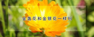 金盏花和金银花一样吗,第1图