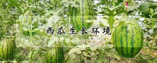 西瓜生长环境,第1图