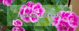 天竺葵有毒吗 适合在室内养吗,第1图