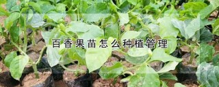 百香果苗怎么种植管理,第1图