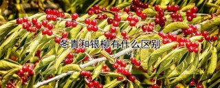 冬青和银柳有什么区别,第1图