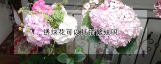 绣球花可以扦插繁殖吗,第1图