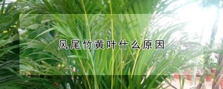 风尾竹黄叶什么原因,第1图