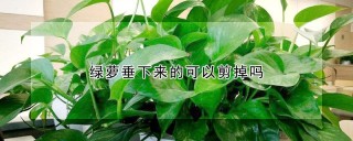 绿萝垂下来的可以剪掉吗,第1图