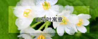 山荷叶寓意,第1图