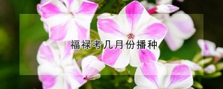 福禄考几月份播种,第1图