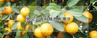 常见芸香科植物有哪些,第1图