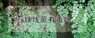 铁线蕨有毒吗,第1图