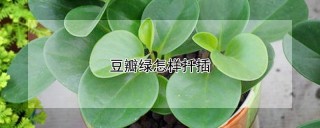 豆瓣绿怎样扦插,第1图