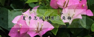 夏季怎样修剪三角梅,第1图