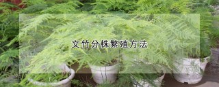 文竹分株繁殖方法,第1图