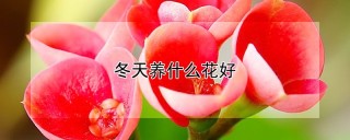 冬天养什么花好,第1图